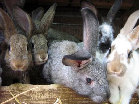 Molinaccio agriturismo Alberese i nostri conigli